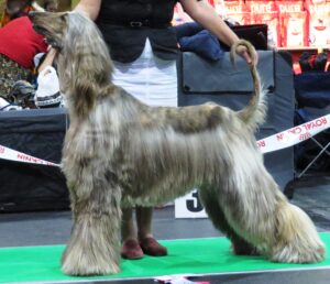 Afghanischer Windhund Afghanischer Windhund