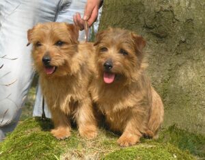 Norfolk Terrier Norfolk Terrier