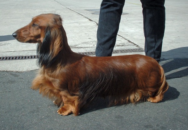 Dachshund - Dackel - Teckel