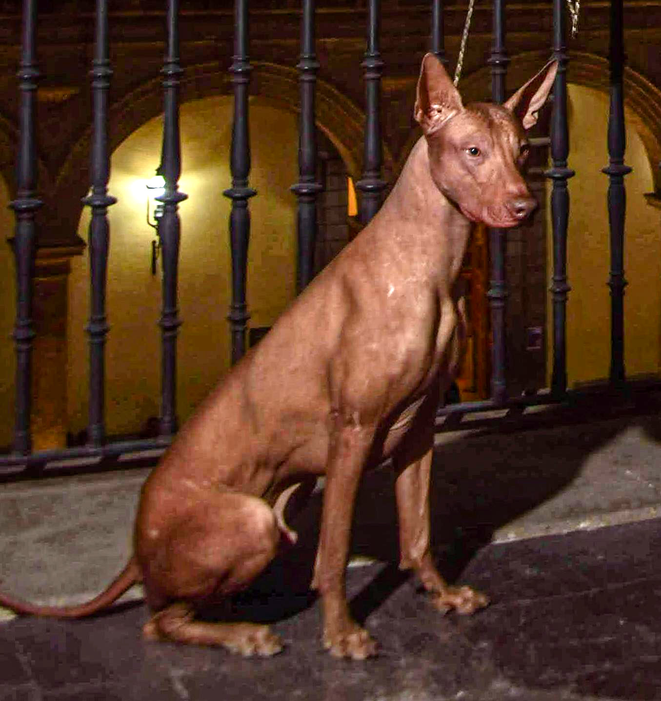 Xoloitzcuintle