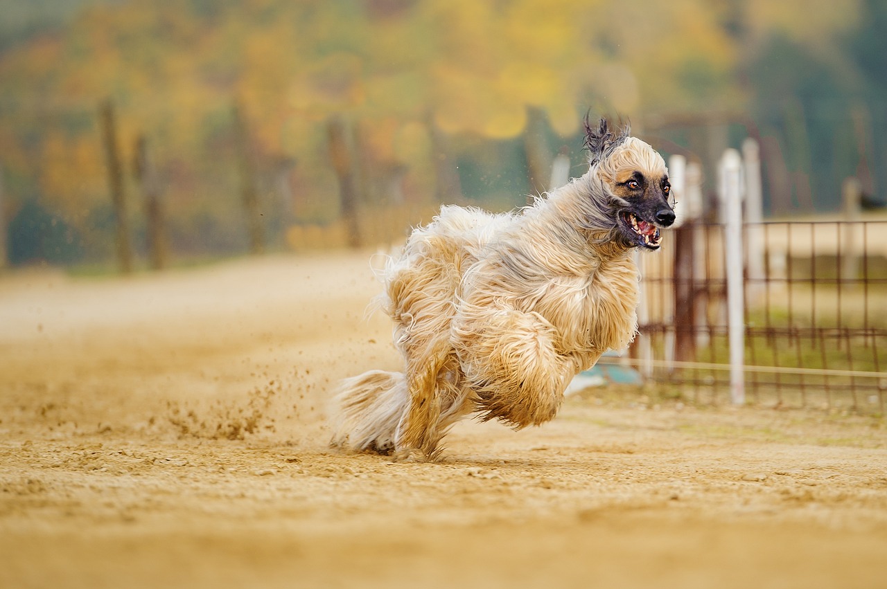 Afghanischer Windhund