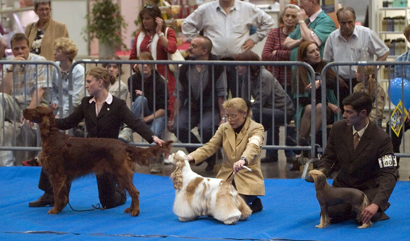 Best in Show