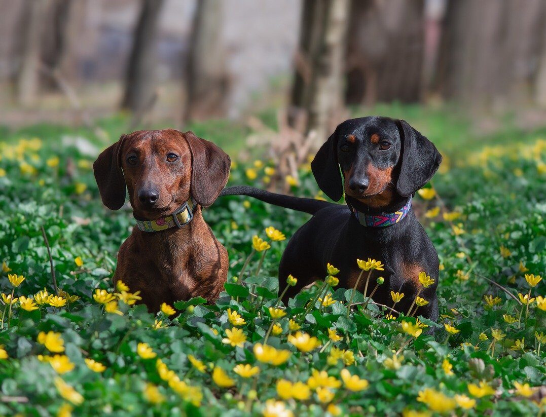 Dachshund - Dackel - Teckel