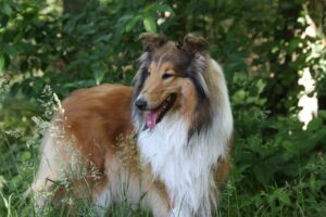 Collie (Langhaar) Collie (Langhaar)