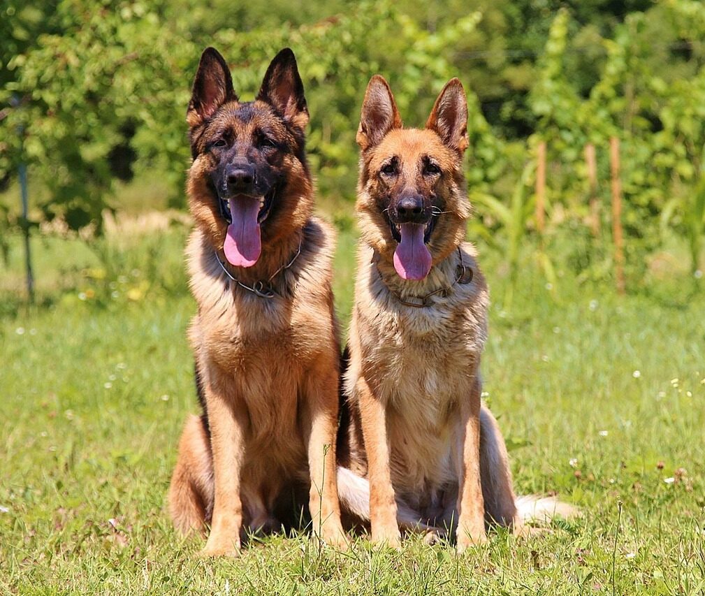 Deutscher Schäferhund