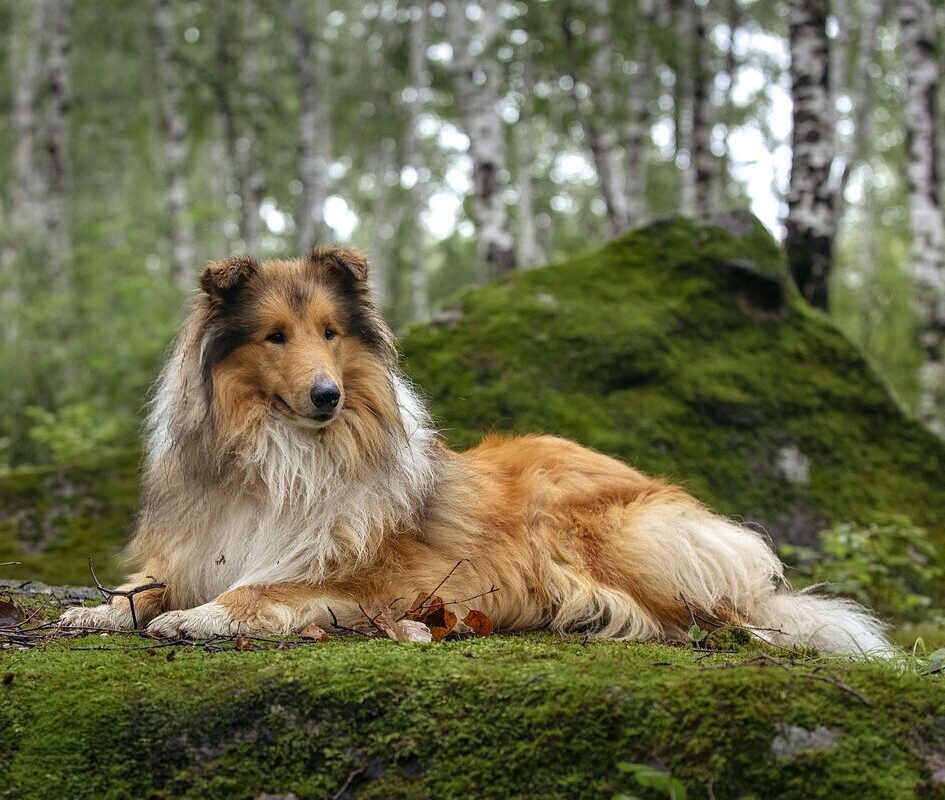 Collie - Langhaar