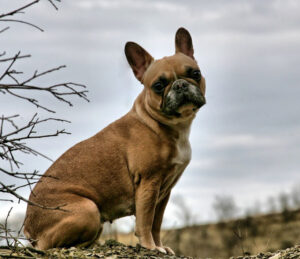 Französische Bulldogge Französische Bulldogge
