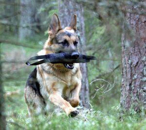 Deutscher Schäferhund Deutscher Schäferhund
