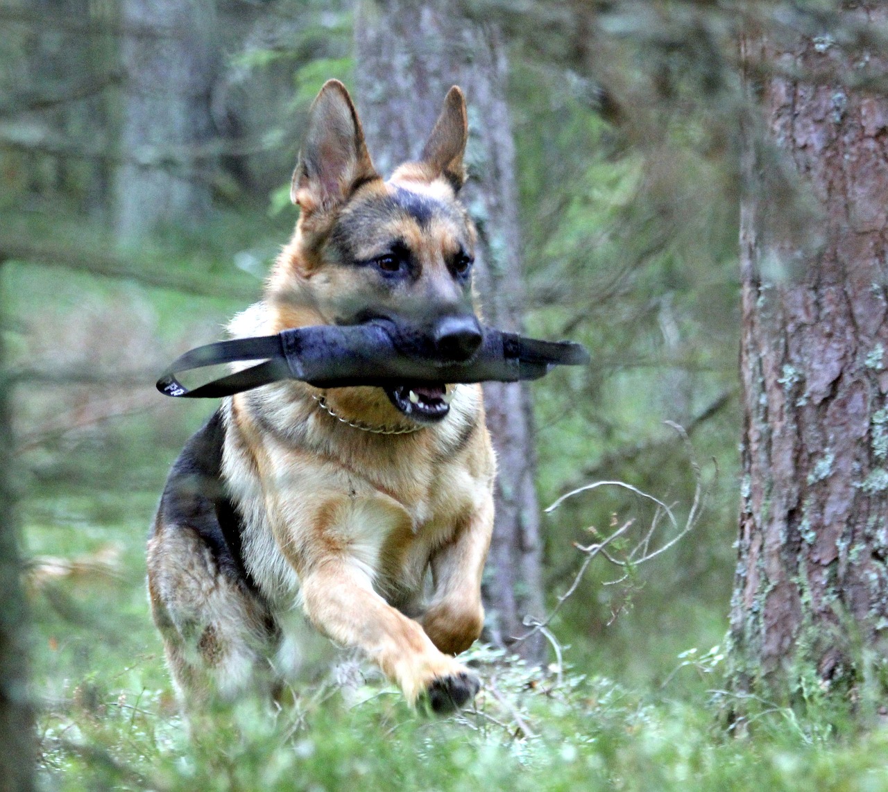 Deutscher Schäferhund