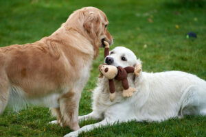 Golden Retriever Golden Retriever