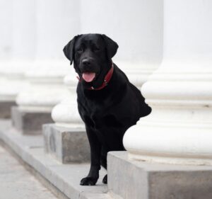 Labrador Retriever Labrador Retriever