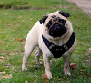 Mops Mops