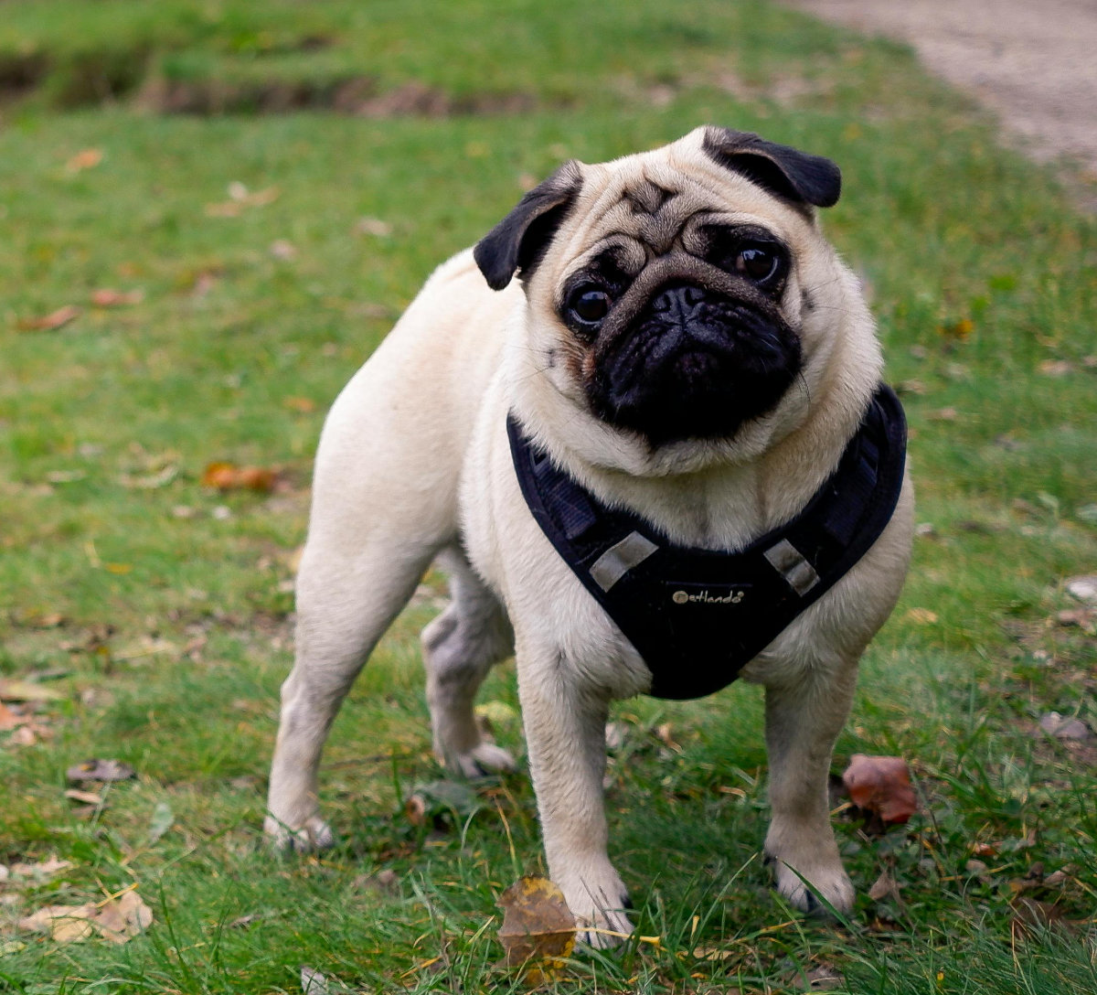 Mops