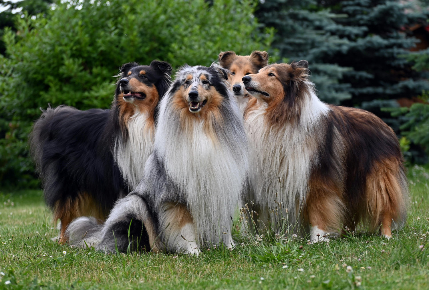 Collie - Langhaar